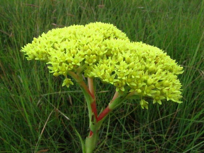 Crassula alba